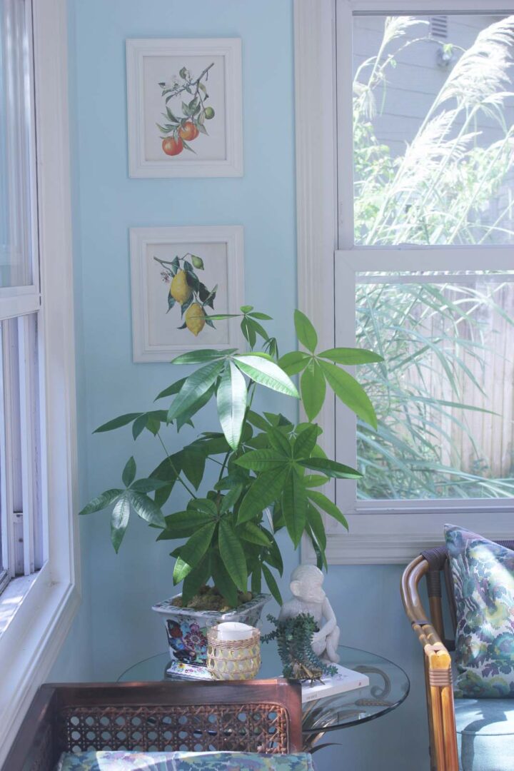Elegant indoor plant arrangement in a bright sunlit corner.
